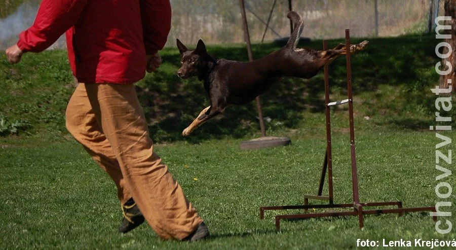 Australská kelpie