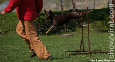 Australská kelpie