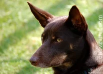 Australská kelpie