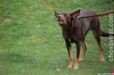 Australská kelpie