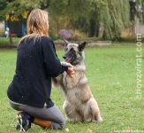 Belgický ovčák