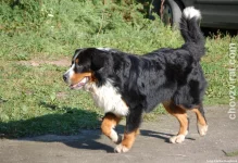 Bernský salašnický pes