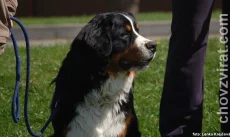 Bernský salašnický pes