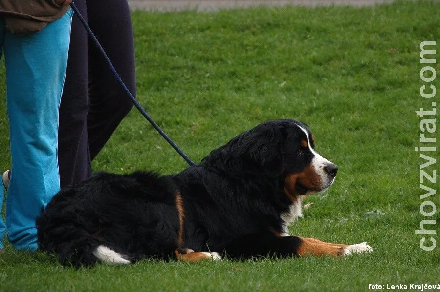 Bernský salašnický pes
