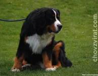 Bernský salašnický pes