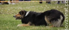 Border kolie