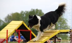 Border kolie