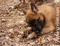 BO tervueren - Lutin Z Kovárny