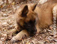 BO tervueren - Lutin Z Kovárny