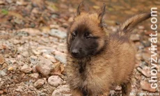 BO tervueren - Lutin Z Kovárny