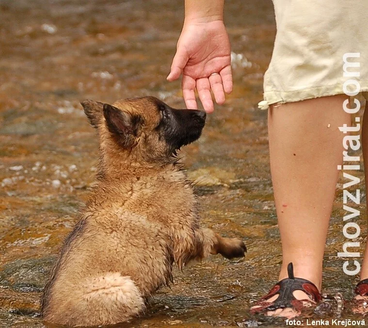 BO tervueren - Lutin Z Kovárny