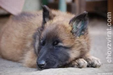 BO tervueren - Lutin Z Kovárny