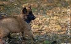 BO tervueren - Lutin Z Kovárny