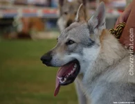 Československý vlčák