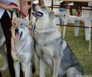 Československý vlčák