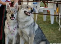 Československý vlčák