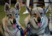 Československý vlčák