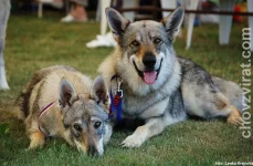 Československý vlčák