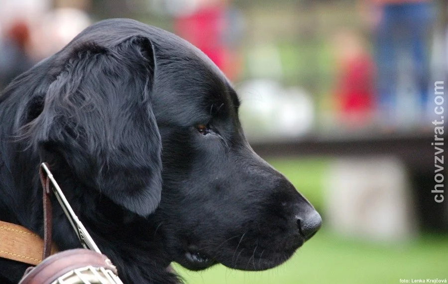 Flat coated retriever