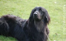 Flat coated retriever