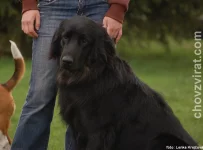 Flat coated retriever