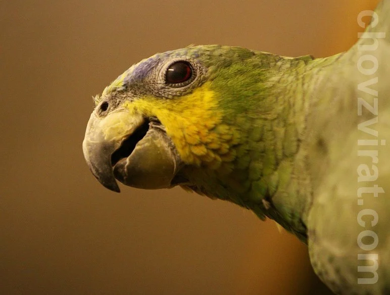 Amazoňan oranžovokřídlý