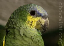 Amazoňan oranžovokřídlý