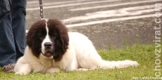 Landseer
