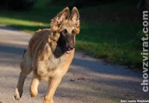 Lutin z Kovárny alias Lex