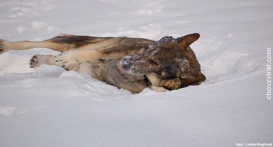 Německý ovčák - Hary