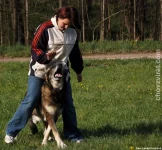 Německý ovčák - Hary