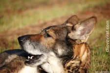 Německý ovčák - Hary