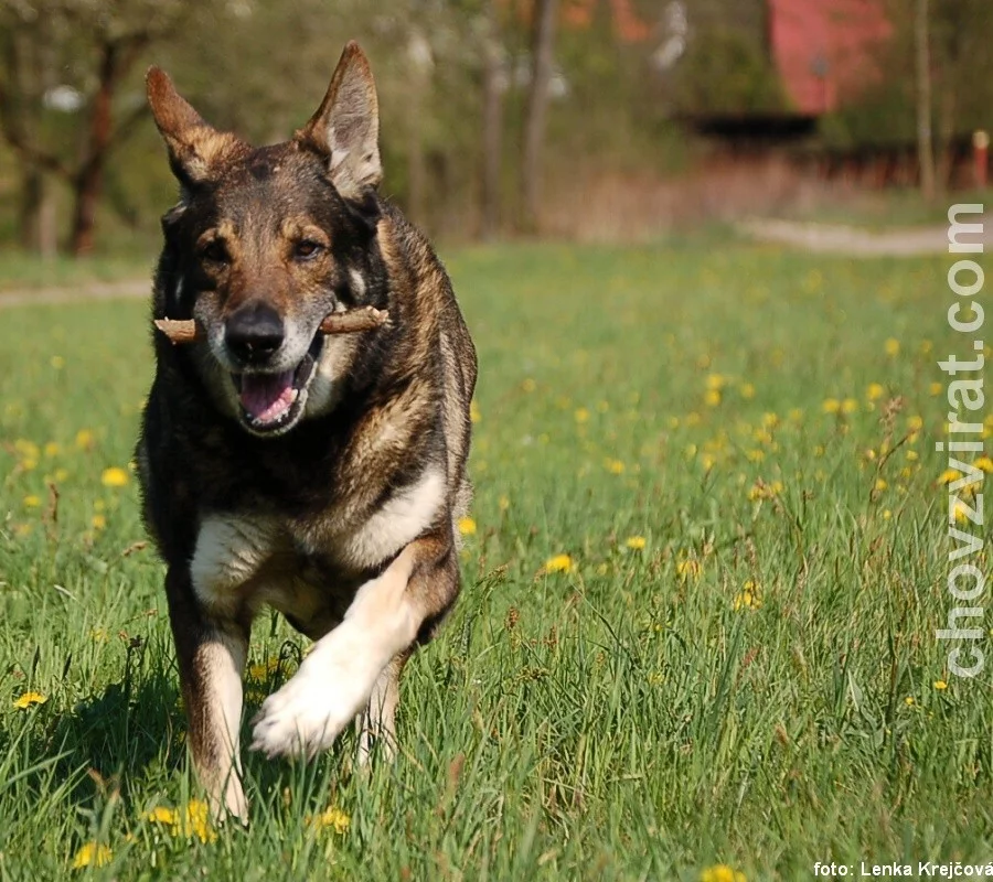 Německý ovčák - Hary