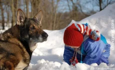 Německý ovčák - Hary