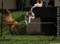 Parson russell teriér