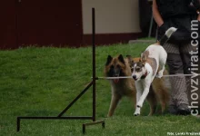 Parson russell teriér