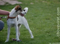 Parson russell teriér