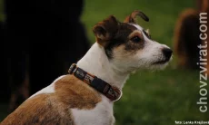 Parson russell teriér