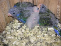 Rosela žlutobřichá - odchov