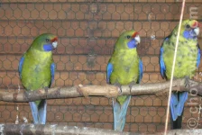 Rosela žlutobřichá - odchov