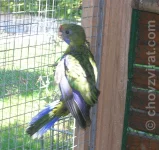 Rosela žlutobřichá - odchov