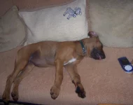 Rhodéský ridgeback - Goldie