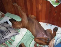 Rhodéský ridgeback - Goldie