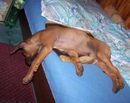 Rhodéský ridgeback - Goldie