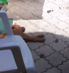 Rhodéský ridgeback - Goldie