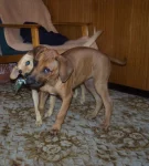 Rhodéský ridgeback - Goldie