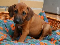 Rhodéský ridgeback - Goldie