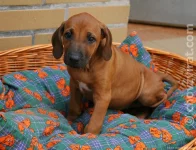 Rhodéský ridgeback - Goldie