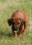 Rhodéský ridgeback - Goldie