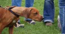 Rhodéský ridgeback